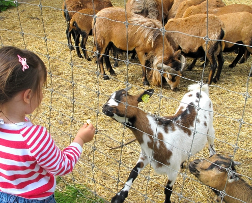 Rencontre avec les animaux en Essonne